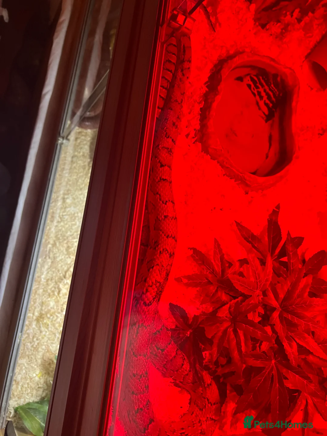 Corn Snake reptiles for sale: 4yr old Normal Corn Snake - Advert 2