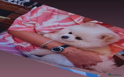 Pomeranian dogs for stud: Fendi - Image 9