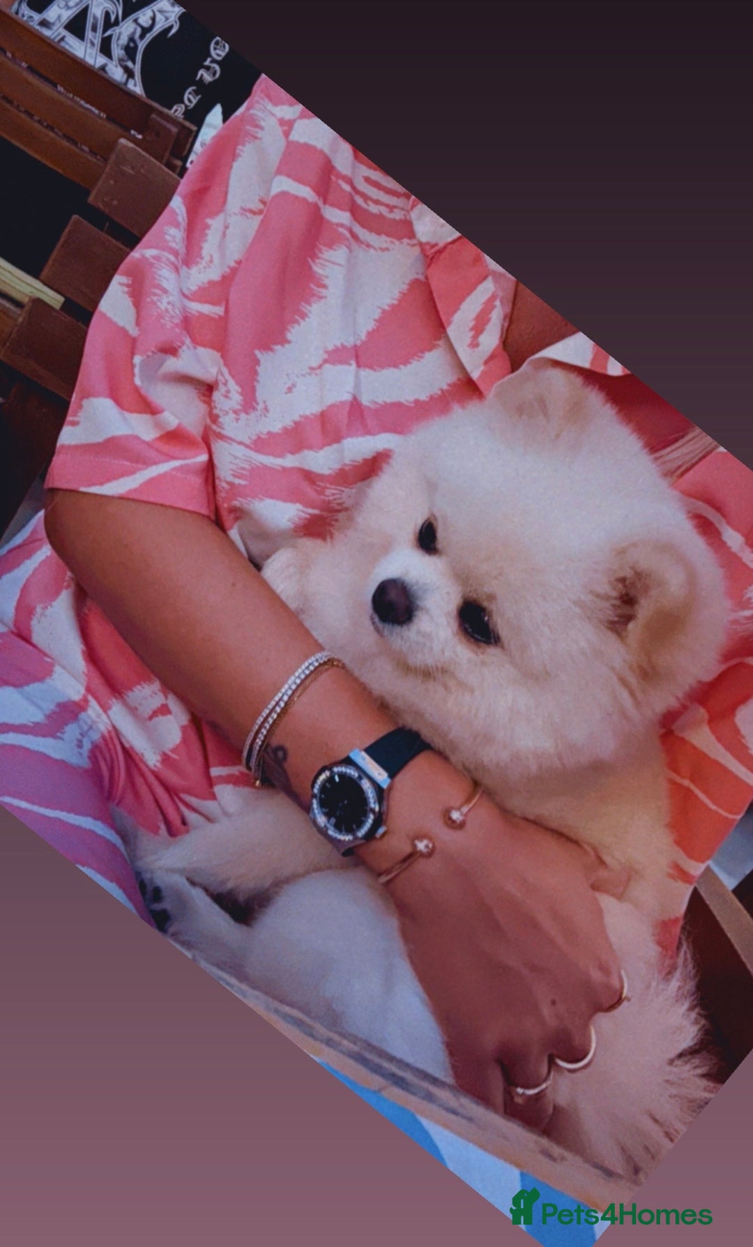 Pomeranian dogs for stud: Fendi - Image 9