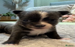 Chihuahua dogs for sale: 3 chihuahua puppies - Advert 2