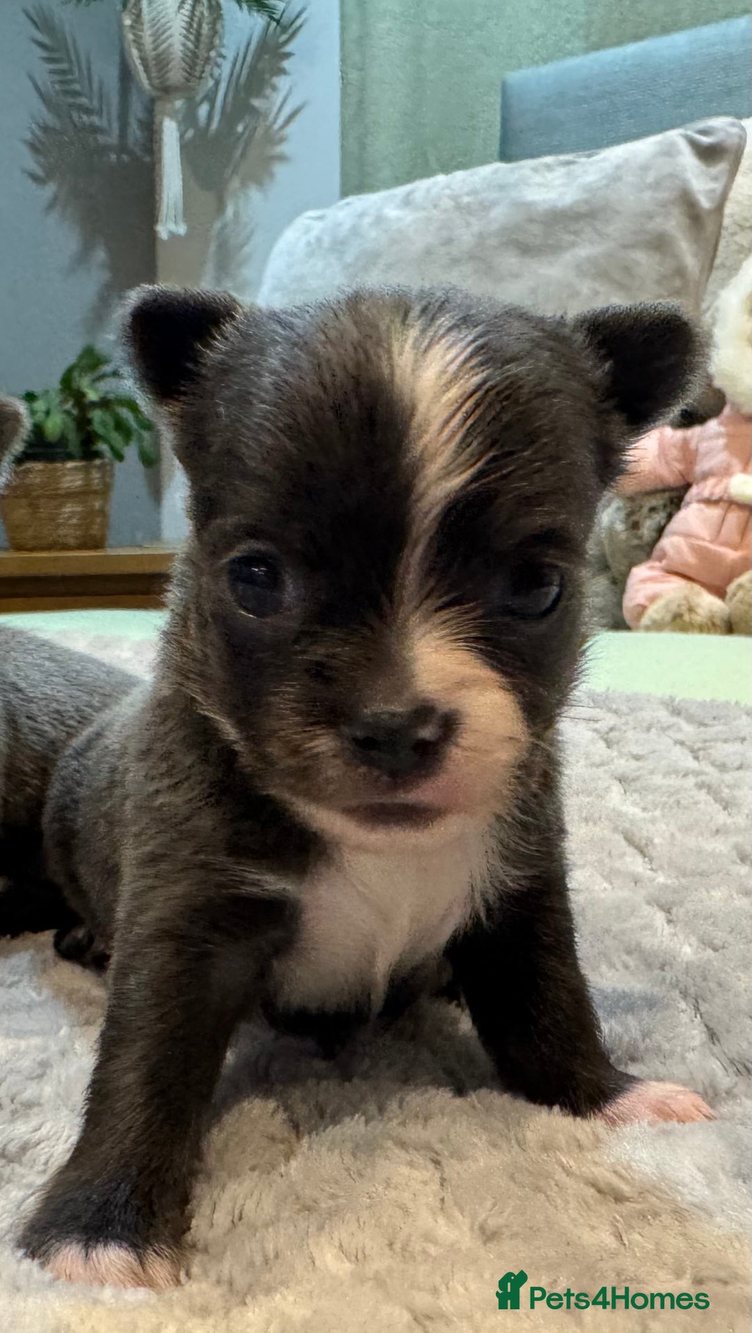 Chihuahua dogs for sale: 3 chihuahua puppies - Advert 2