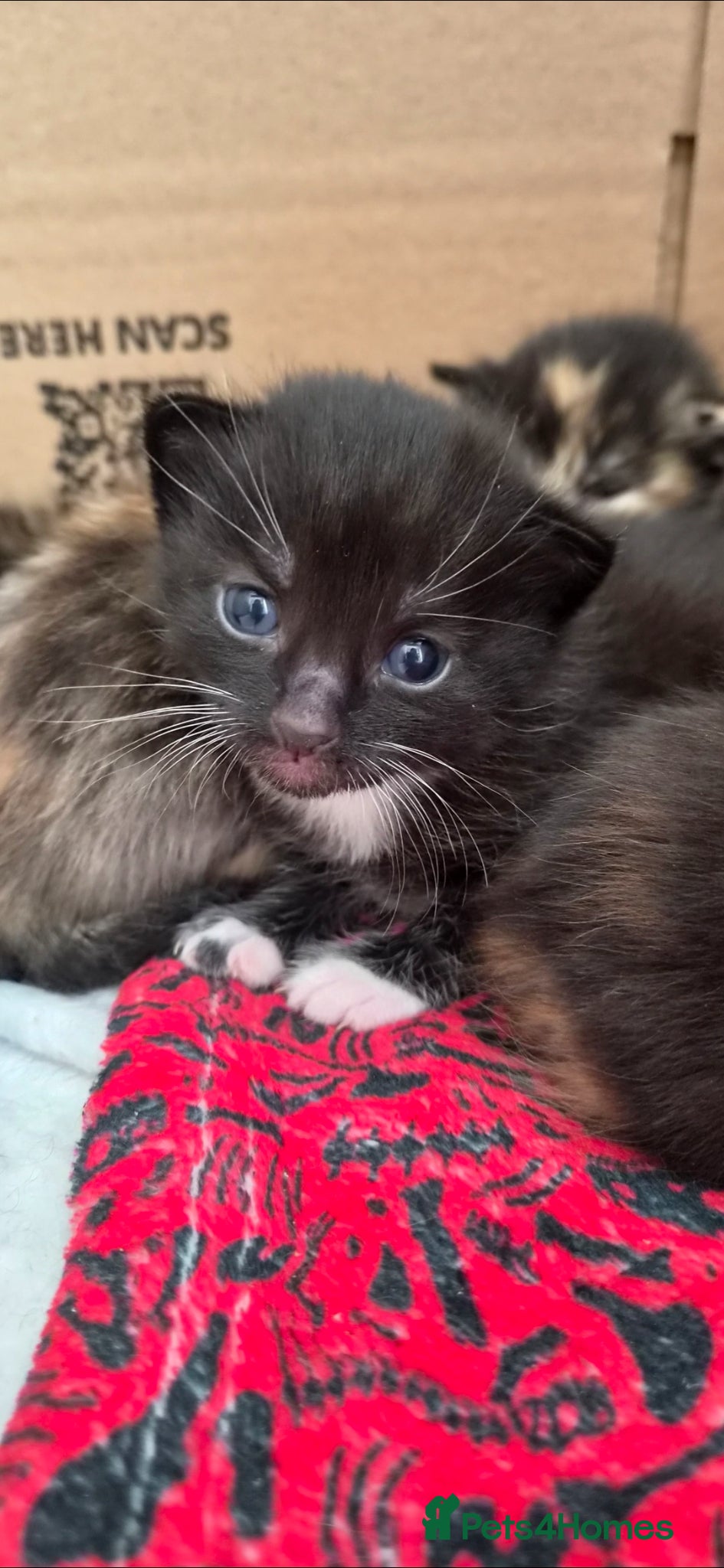 Mixed Breed cats Beautiful male kitten  - Advert 1