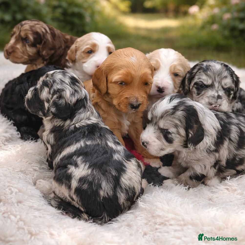 Australian Labradoodle dogs AUSTRALIAN LABRADOODLE  - Advert 3