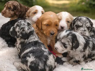 Australian Labradoodle dogs AUSTRALIAN LABRADOODLE - Advert 3