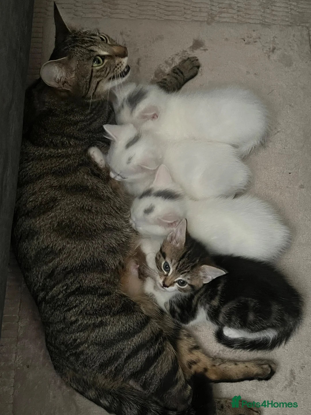 Mixed Breed cats for sale: 4 beautiful kittens 🐾 - Advert 2