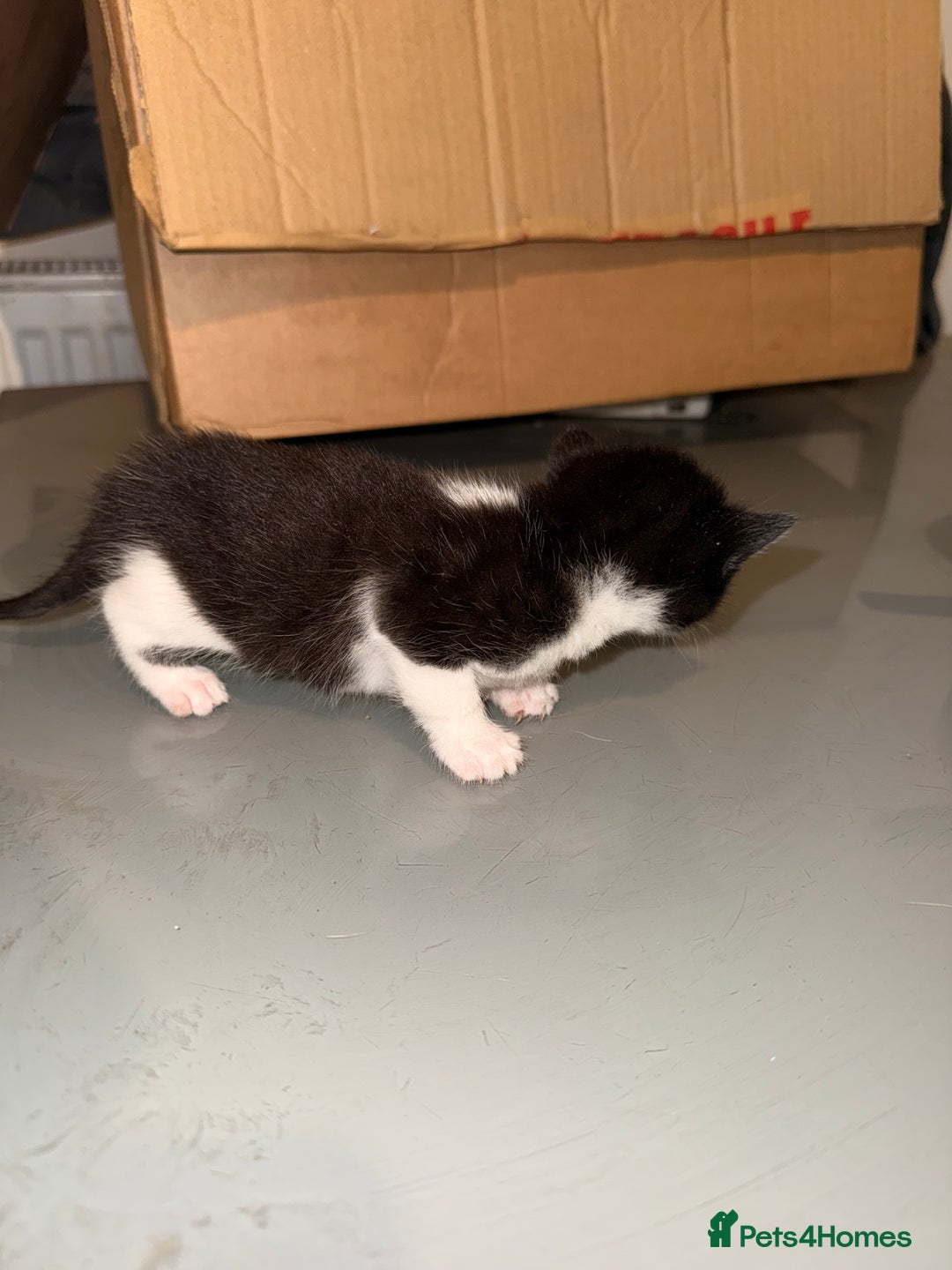 Mixed Breed cats for sale: 3 kittens for sale  - Advert 8