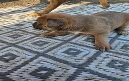 Mixed Breed dogs for sale: Belgian malinois/ border collie  - Image 11