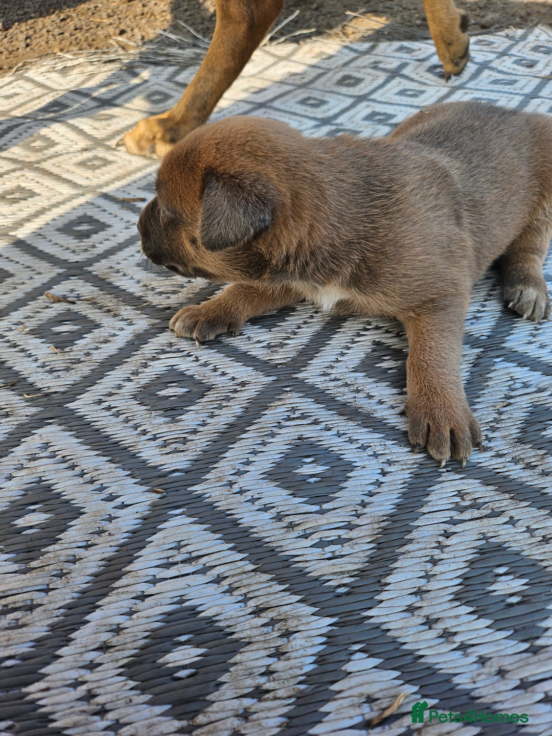 Mixed Breed dogs for sale: Belgian malinois/ border collie  - Image 11