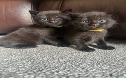 Mixed Breed cats for sale: Beautiful kittens looking for their forever home  - Image 1