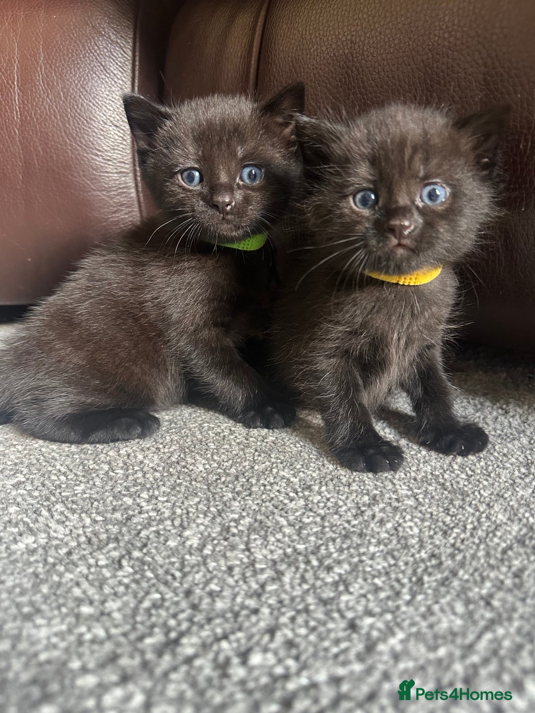 Mixed Breed cats for sale: Beautiful kittens looking for their forever home  - Image 1