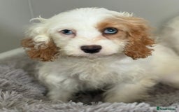 Cavapoo dogs for sale: F1 apricot and white health tested Cavapoo puppies - Image 12