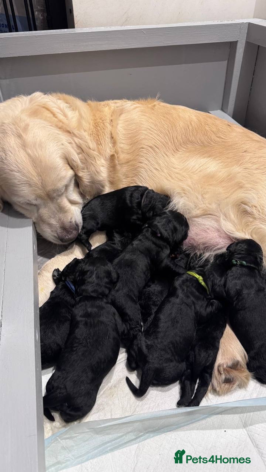 Goldendoodle dogs for sale: F1 Goldendoodle black Puppies - Advert 16