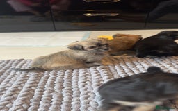 Mixed Breed dogs for sale: Tini Malchi puppies  - Image 32