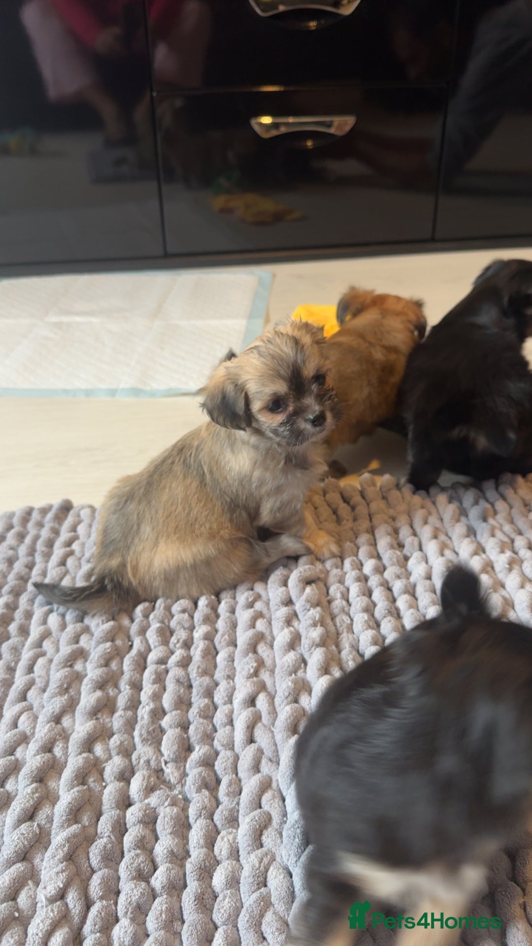 Mixed Breed dogs for sale: Tini Malchi puppies  - Image 32
