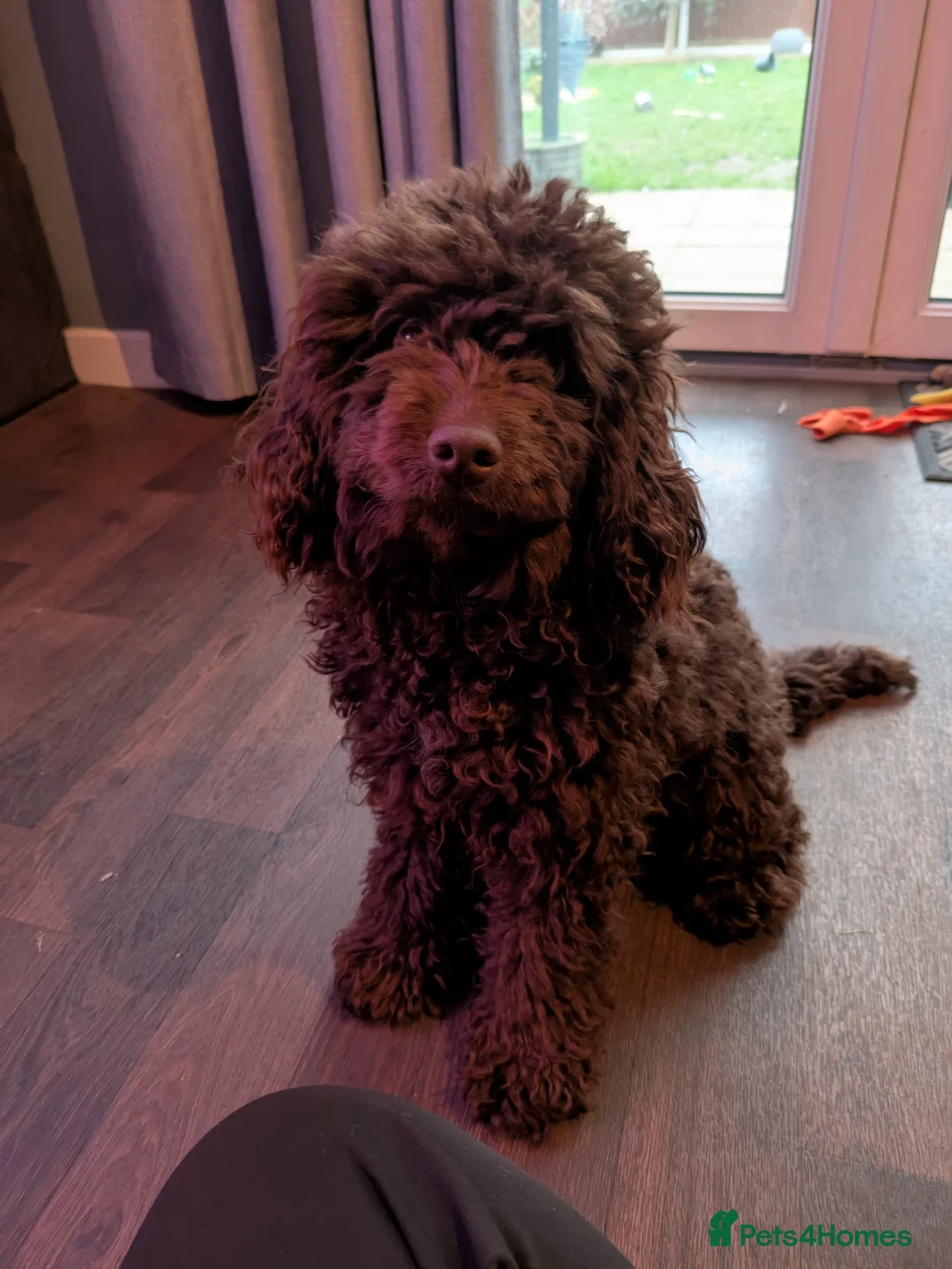 Cockapoo dogs for sale: Cockapoo  - Advert 3