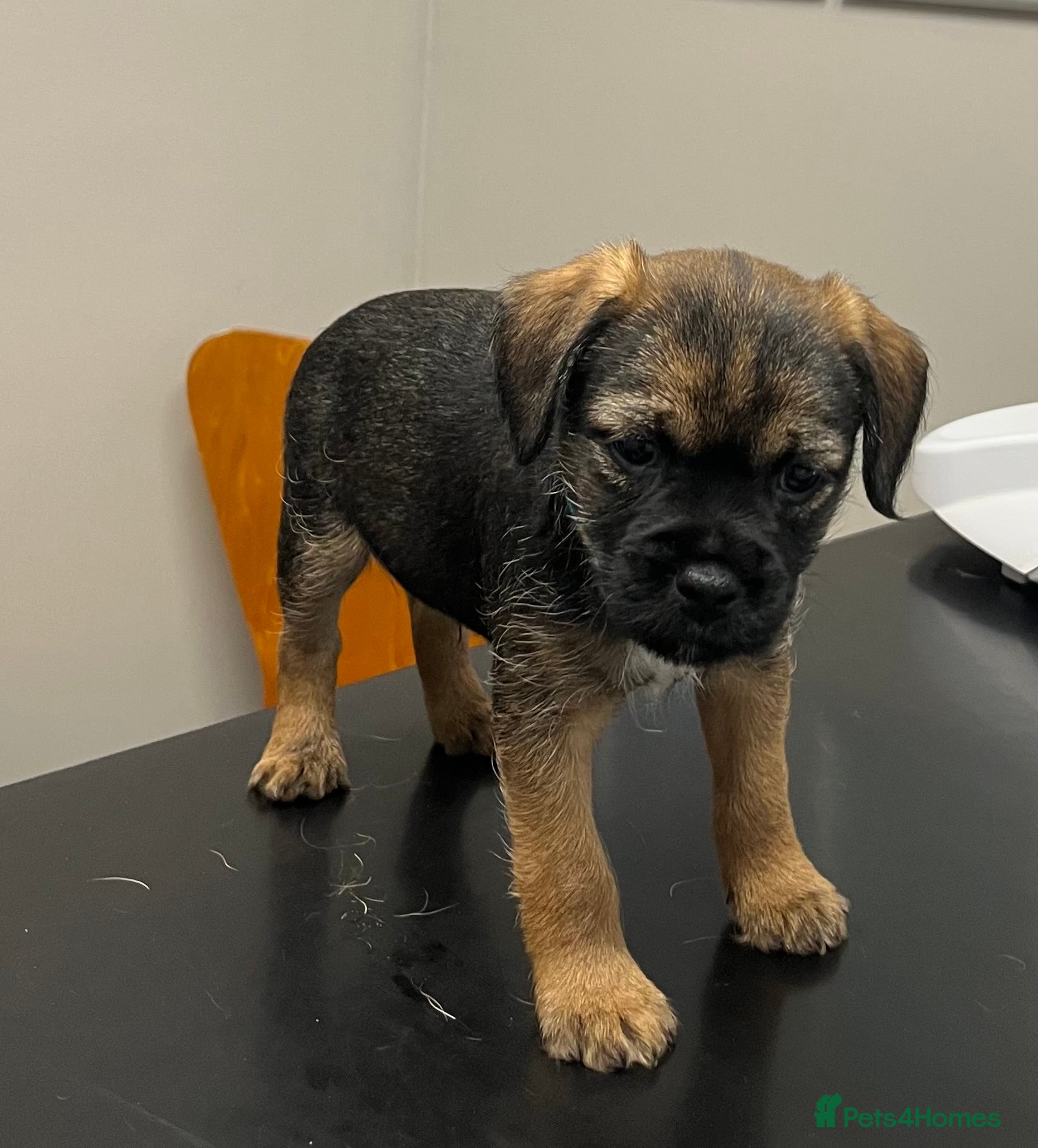 Border Terrier dogs Border terrier  - Advert 1