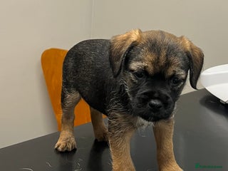 Border Terrier dogs Border terrier - Advert 14