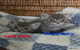 Mixed Breed cats for sale: Beautiful kittens  - Image 3