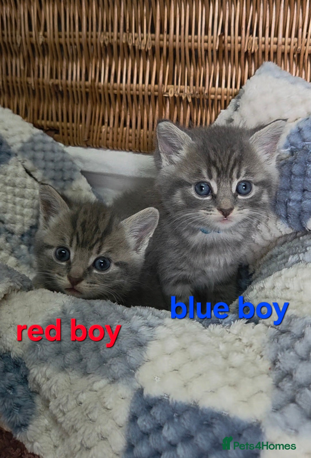 Mixed Breed cats for sale: Beautiful kittens  - Image 3