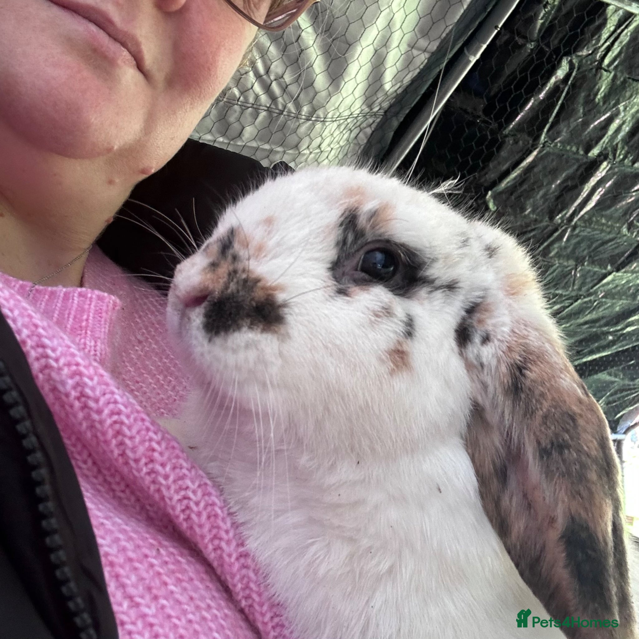 English Lop rabbits English lop looking for a loving home  - Advert 3