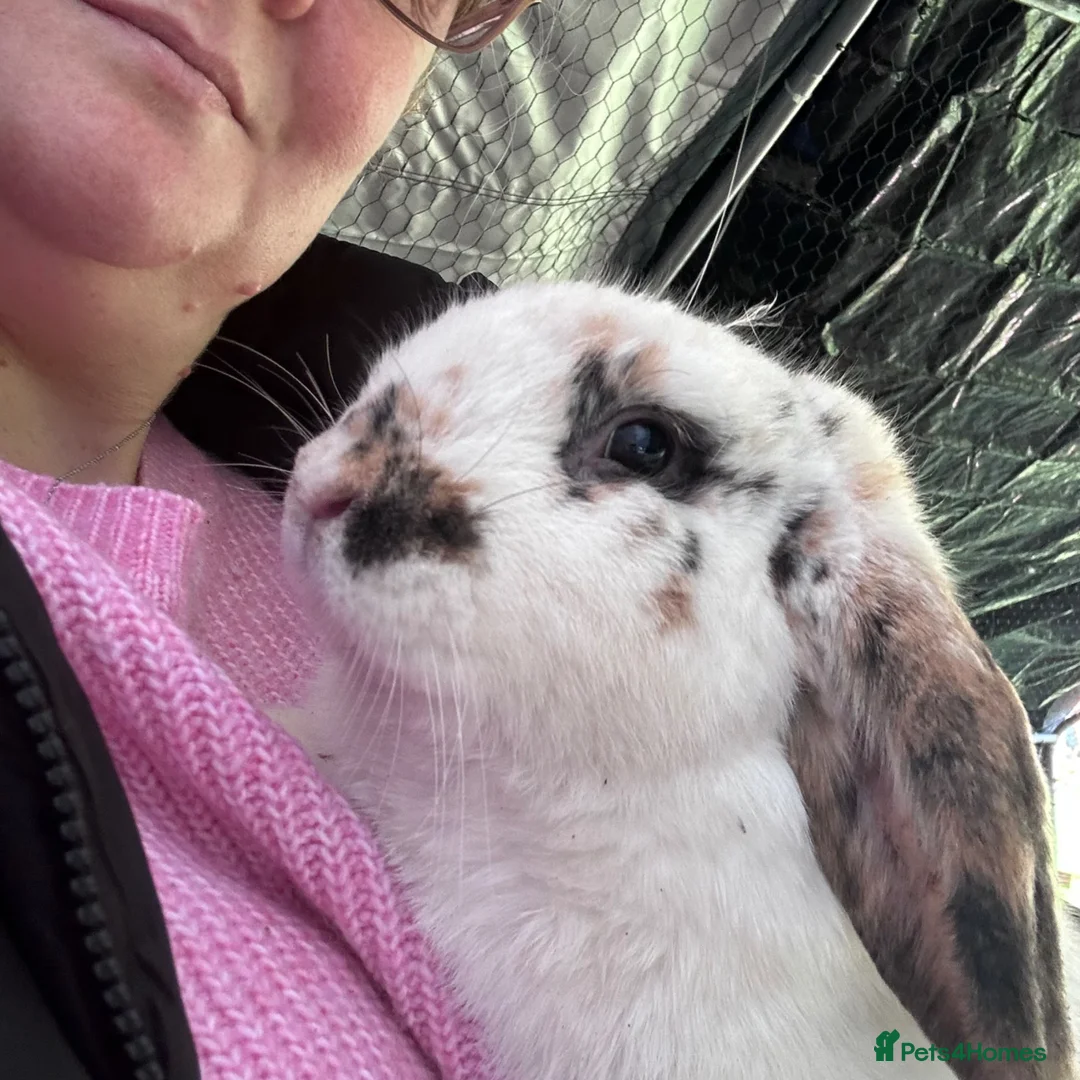 English Lop rabbits for sale: English lop looking for a loving home  - Advert 1