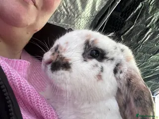 English Lop rabbits English lop looking for a loving home - Advert 3