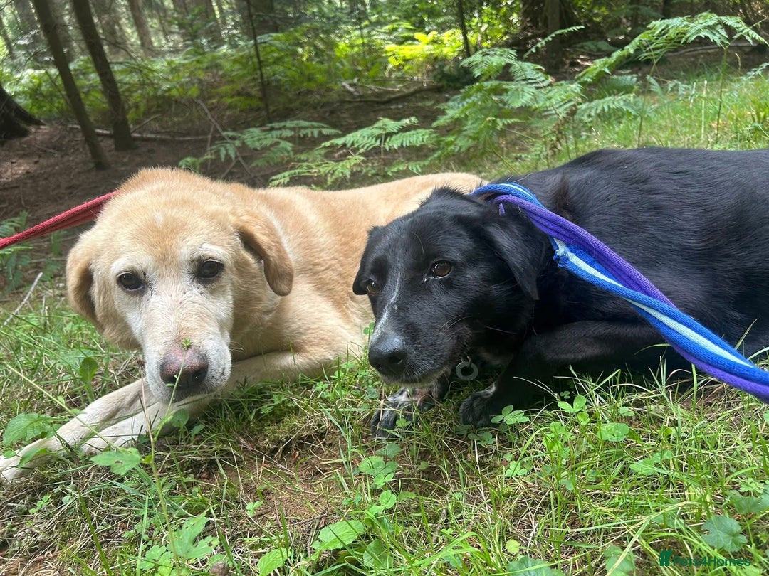 Labrador Retriever dogs for adoption: Pepper - Norwich Norfolk  - Image 8