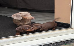 Miniature Dachshund dogs for sale: Miniature dachshund puppies  - Image 39