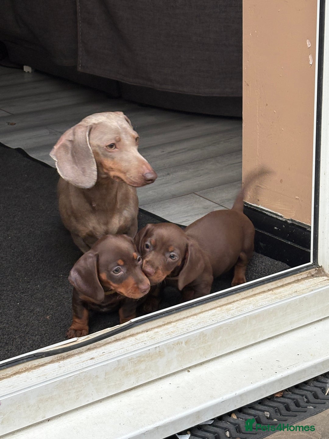 Miniature Dachshund dogs for sale: Miniature dachshund puppies  - Image 39