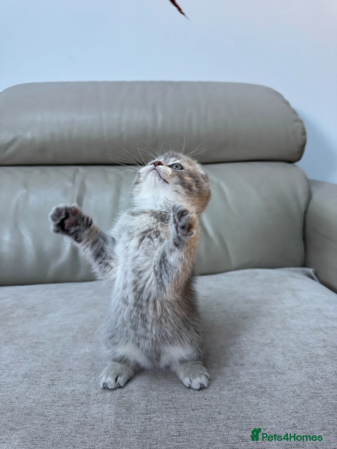 Scottish Fold cats for sale: Full pedigree Scottish fold kittens - Advert 2