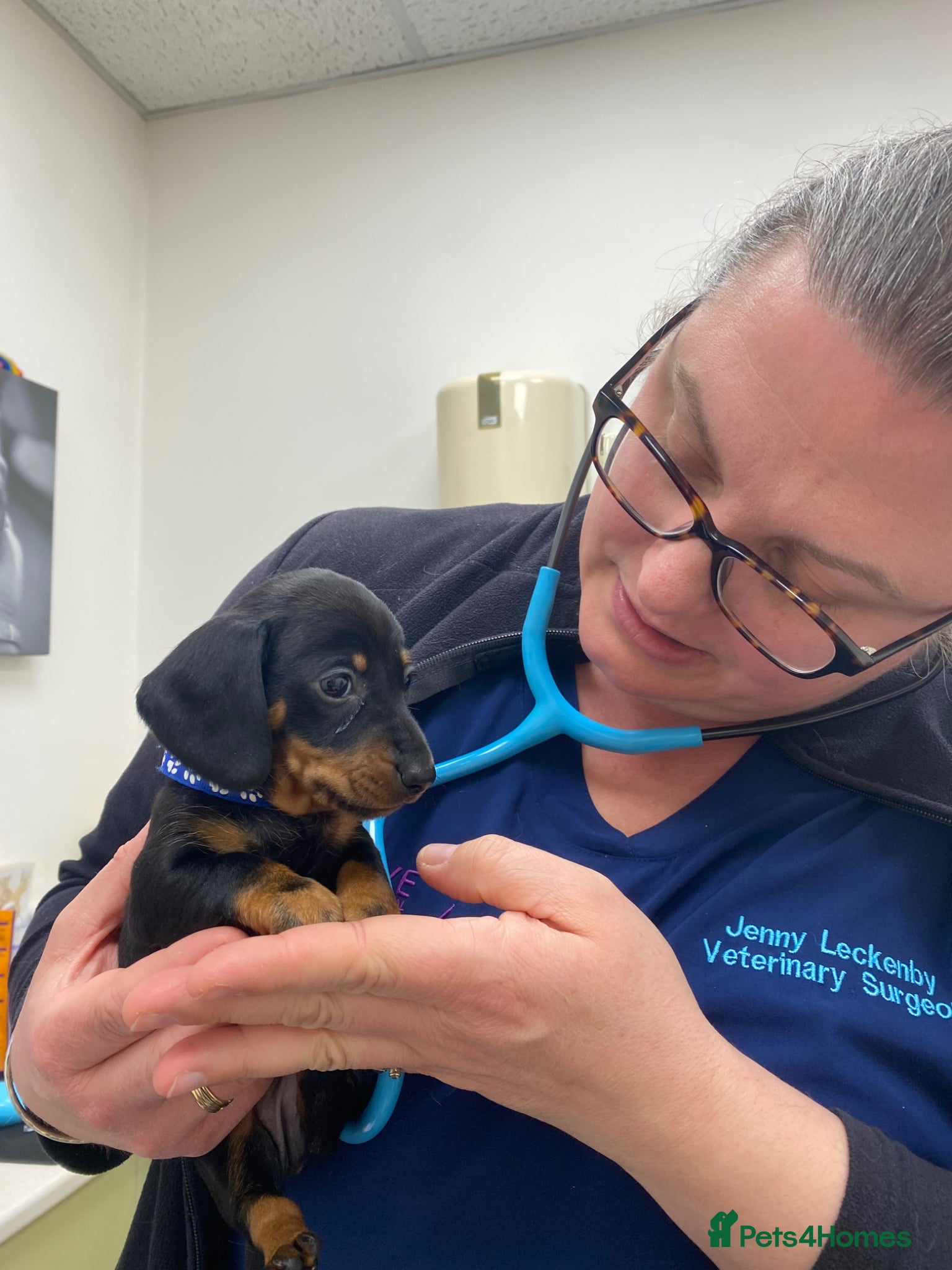 Miniature Dachshund dogs 🐶 LAST PUPPY AVAILABLE 🐶 - Advert 11