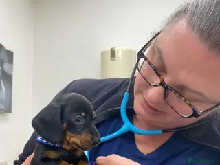 Miniature Dachshund dogs 🐶 LAST PUPPY AVAILABLE 🐶 - Advert 11