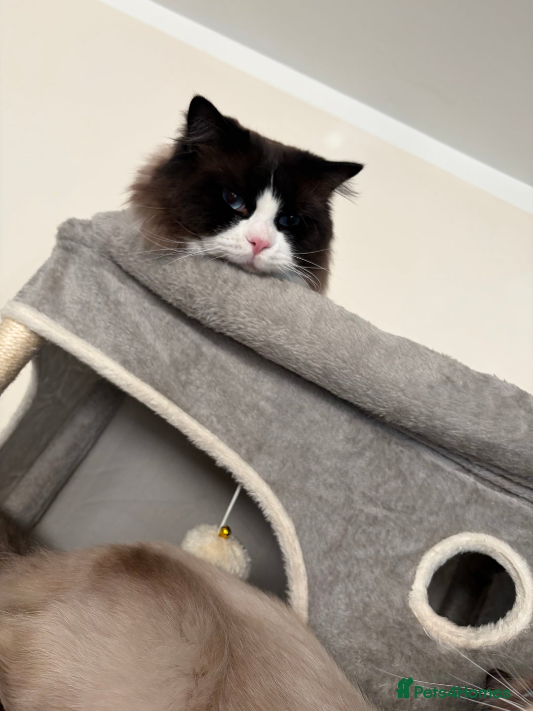 Ragdoll cats for stud: STUD ONLY - Advert 13