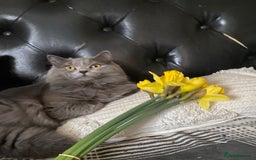 British Shorthair cats for sale: Beautiful litter of baby blues ready  - Image 13