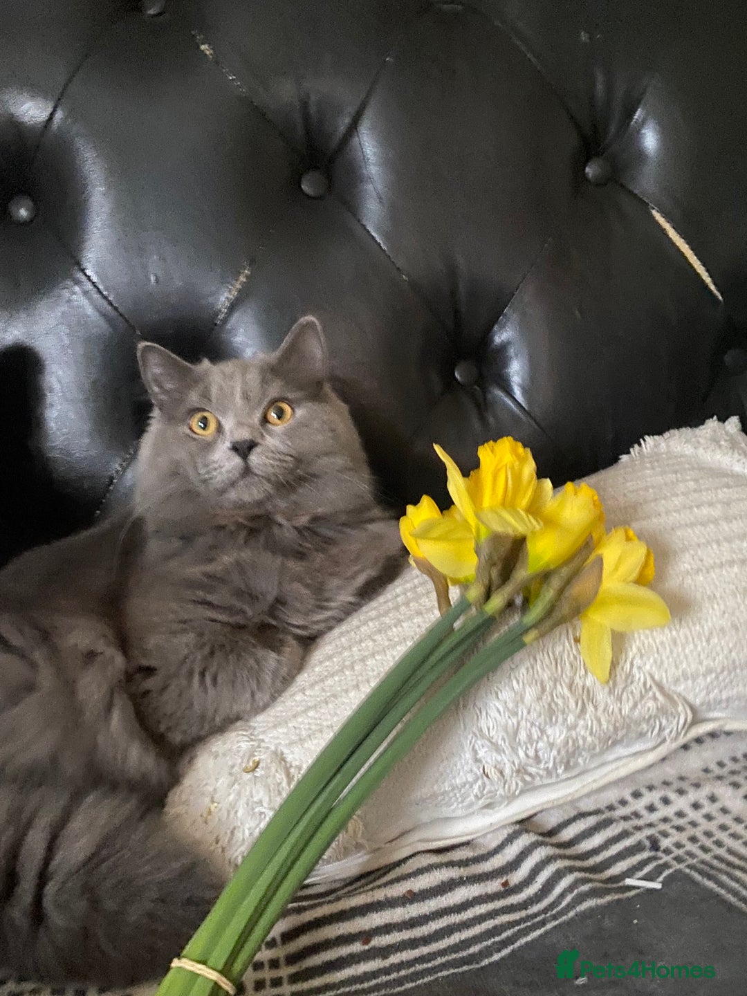 British Shorthair cats for sale: Beautiful litter of baby blues ready  - Image 13