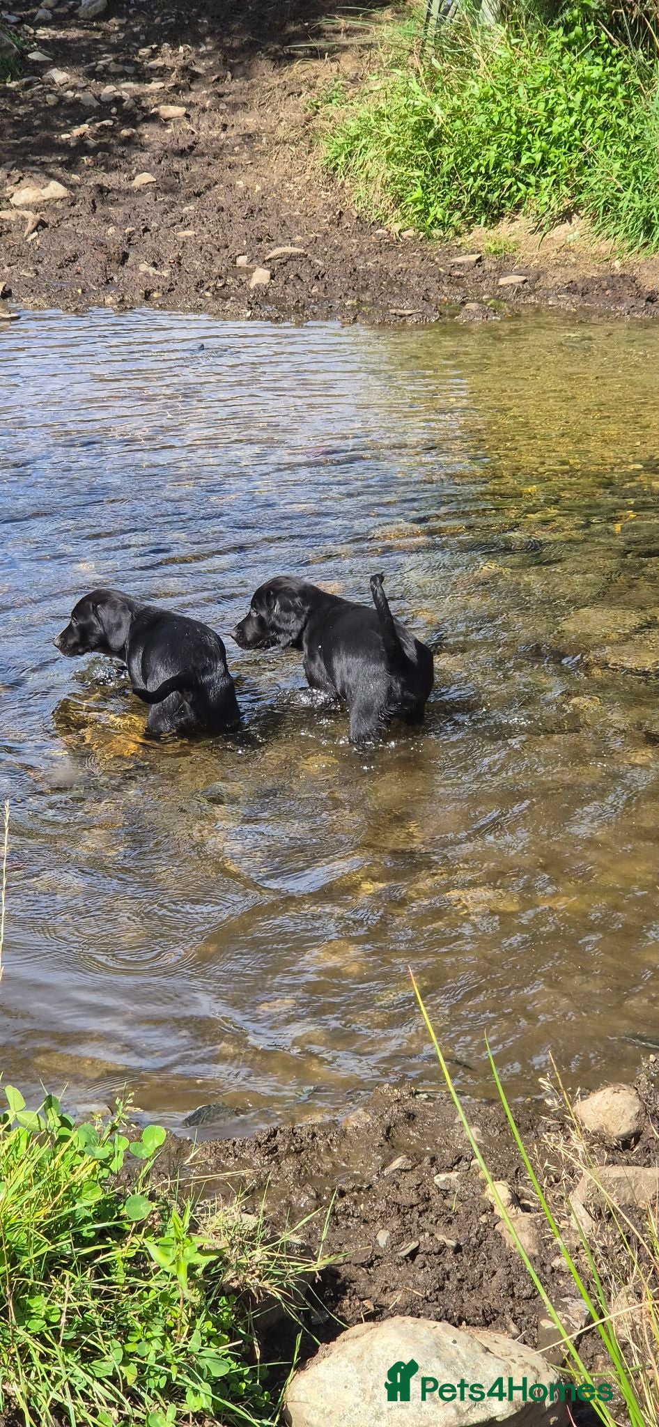 Cocker Spaniel dogs Cocker Spaniel x Collie Puppies - Advert 2