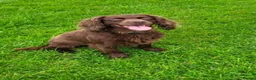 Cocker Spaniel dogs for sale: Kc registered workingline cocker spaniels  - Advert 25