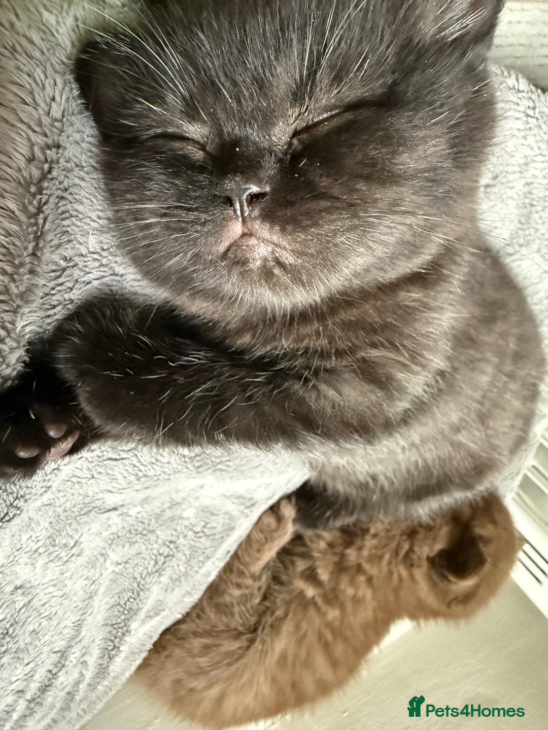 British Shorthair cats for sale: Champion Line British Shorthair Kittens - Advert 19