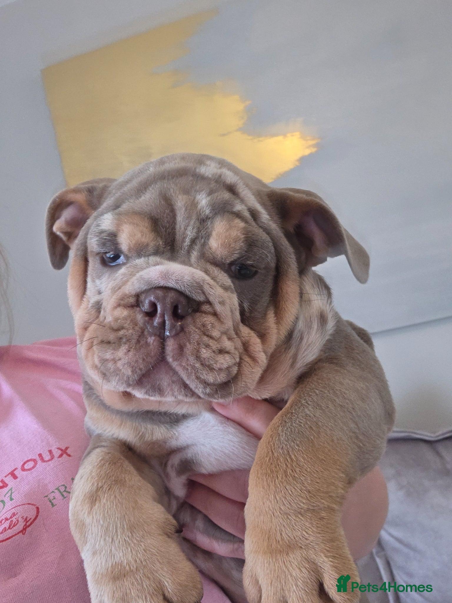 English Bulldog dogs British bulldog pups ready now  - Advert 6