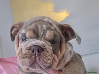 English Bulldog dogs British bulldog pups ready now - Advert 6