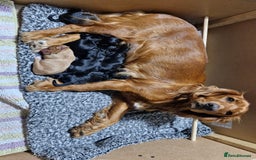Cocker Spaniel dogs for sale: Working cockers for sale - Image 1