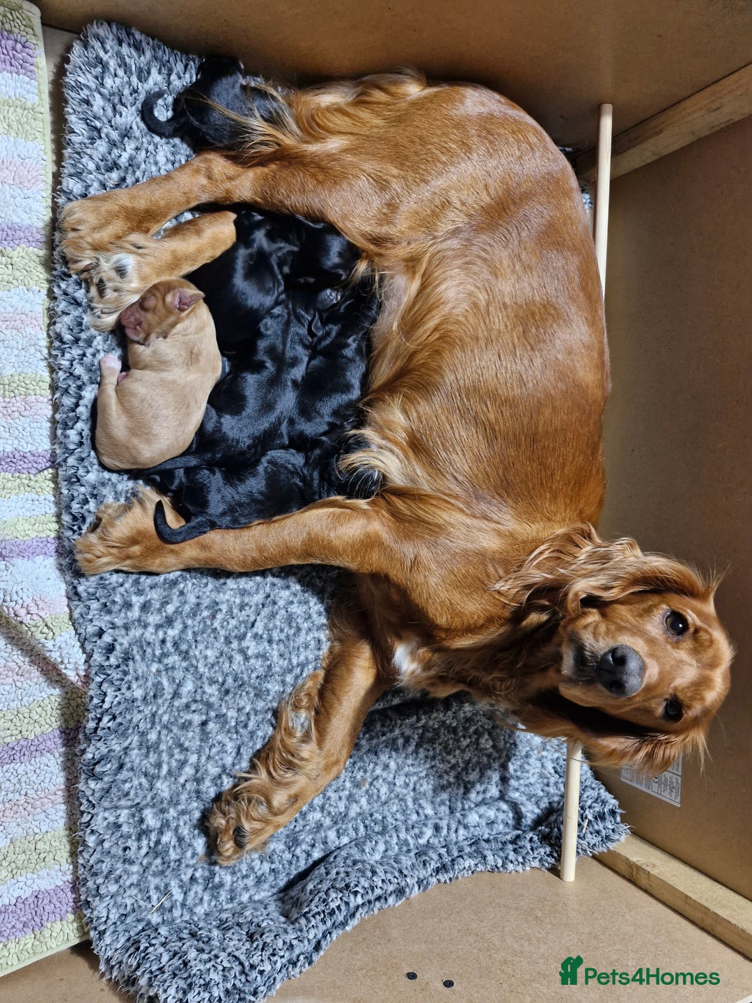 Cocker Spaniel dogs for sale: Working cockers for sale - Image 1
