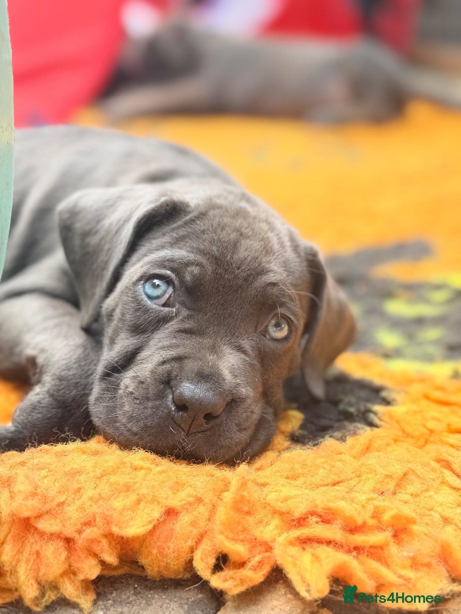 Cane Corso dogs 🐾 Balestra Magica Corso – Litter “K” 🐾 - Advert 1