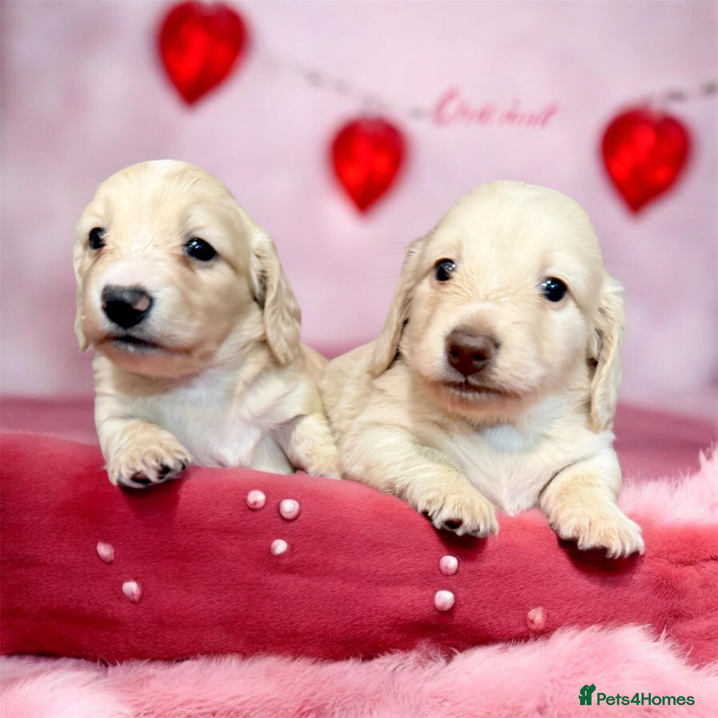 Miniature Dachshund dogs 🩷✨last boy  Long hair cream Kc very light  ✨ - Advert 11