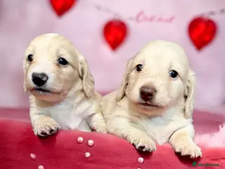 Miniature Dachshund dogs 🩷✨last boy Long hair cream Kc very light ✨ - Advert 11