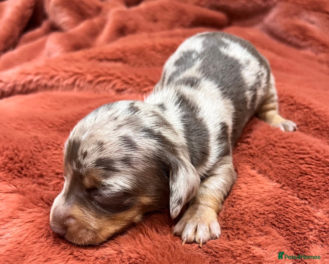 Miniature Dachshund dogs for sale: Miniature Dachshund puppies for sale - Advert 12