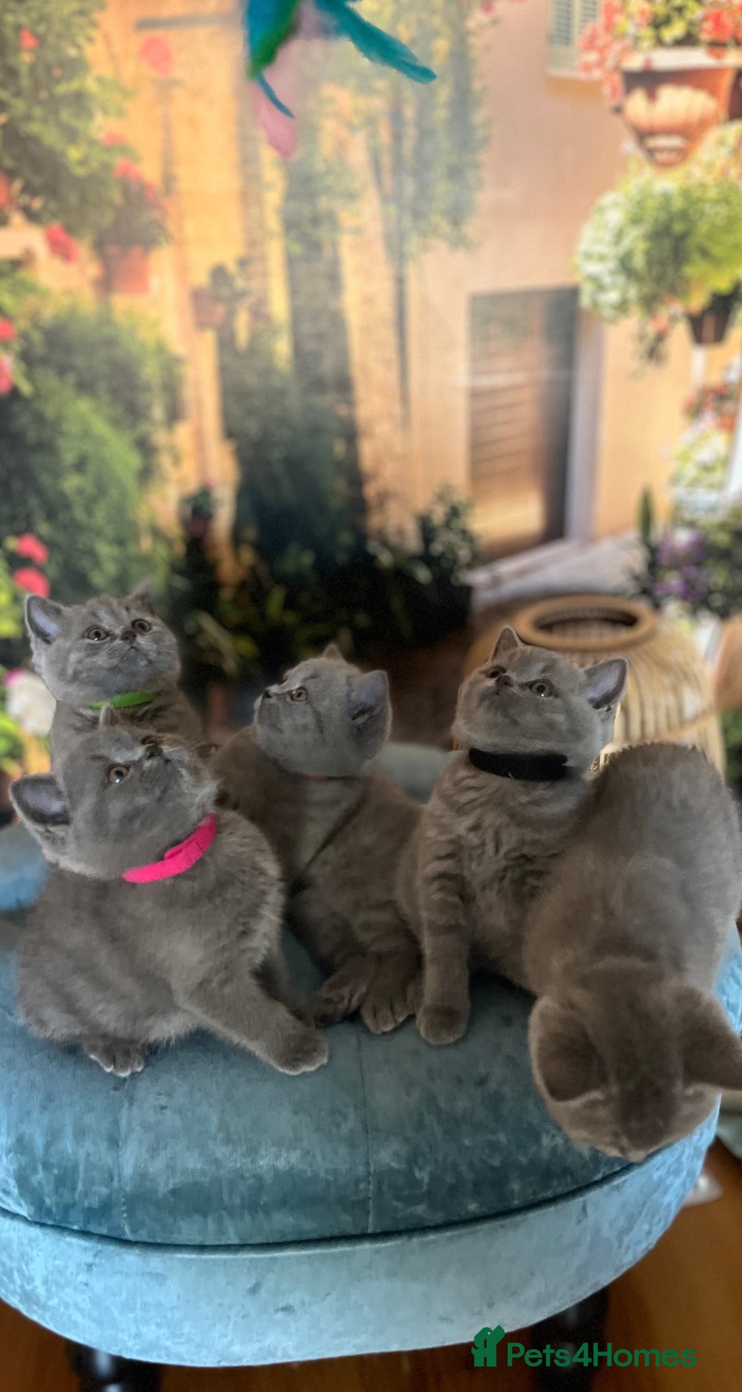 British Shorthair cats for sale: Beautiful British shorthair kittens 🐱 🥰 - Advert 23