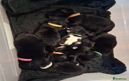 Mixed Breed dogs for sale: Portuguese water dog x Golden retriever puppies  - Image 10