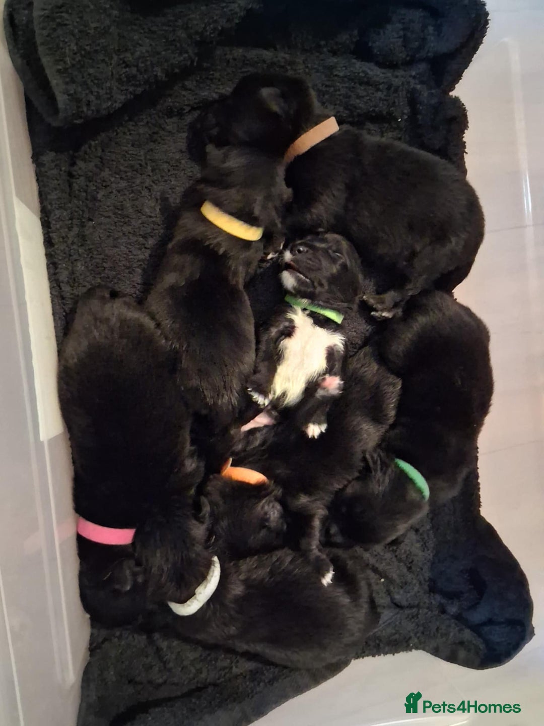 Mixed Breed dogs for sale: Portuguese water dog x Golden retriever puppies  - Image 10