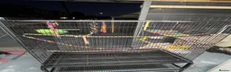 Budgerigars birds for sale: 2male Budgerigar  in Saint Helens - Advert 6